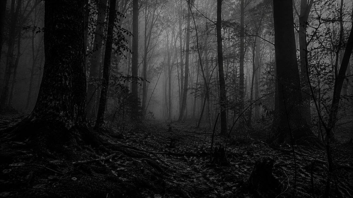 El bosque: la llamada ancestral que activa nuestro instinto primitivo