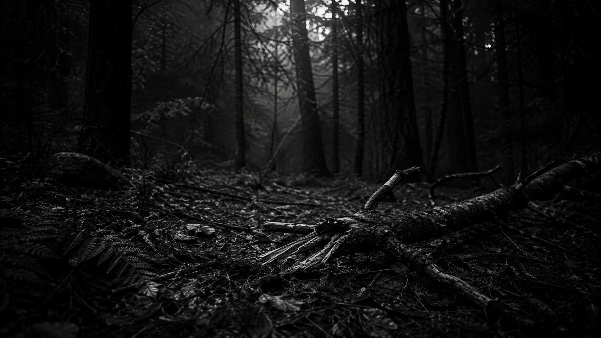 Un bosque oscuro con una rama rota en el suelo