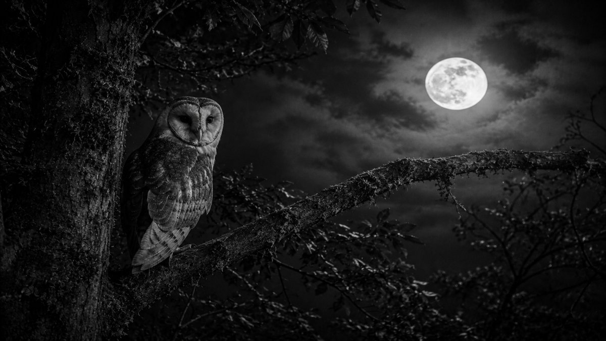 ¿Te atreverías a seguir el canto nocturno de una lechuza en Tlaxcala?